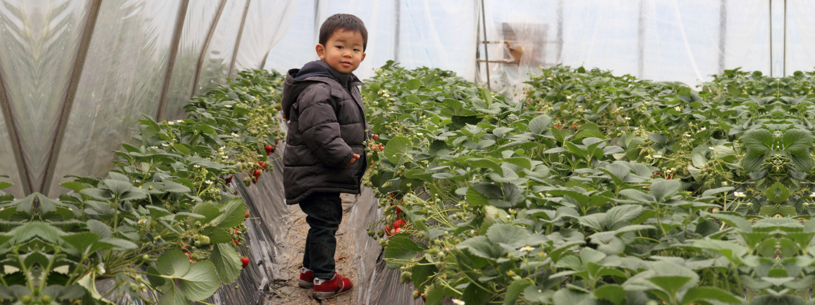 Japanese toddler in greenhouse